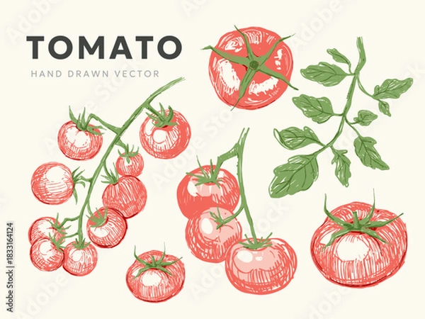 Obraz Tomatoes set sketch, vector illustration, on a transparent background, hand drawn