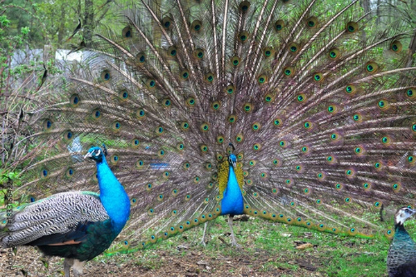 Fototapeta Pair of Peacocks Displaying Colorful Tail Feathers. Vibrant photograph of two peacocks in a garden, with the central male fully fanning out his iridescent tail feathers to form a huge circular display