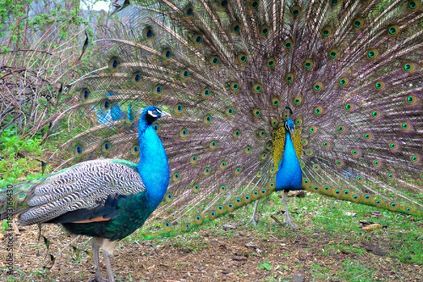 Fototapeta Pair of Peacocks Displaying Colorful Tail Feathers. Vibrant photograph of two peacocks in a garden, with the central male fully fanning out his iridescent tail feathers to form a huge circular display