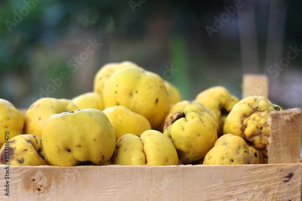 Fototapeta Crate filled with freshly picked quinces in the garden. Selective focus.