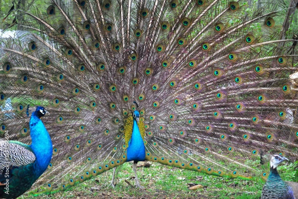 Fototapeta Pair of Peacocks Displaying Colorful Tail Feathers. Vibrant photograph of two peacocks in a garden, with the central male fully fanning out his iridescent tail feathers to form a huge circular display