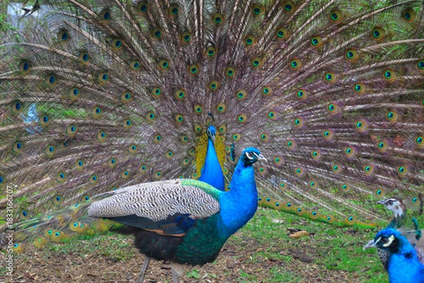 Fototapeta Pair of Peacocks Displaying Colorful Tail Feathers. Vibrant photograph of two peacocks in a garden, with the central male fully fanning out his iridescent tail feathers to form a huge circular display
