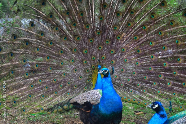 Fototapeta Pair of Peacocks Displaying Colorful Tail Feathers. Vibrant photograph of two peacocks in a garden, with the central male fully fanning out his iridescent tail feathers to form a huge circular display