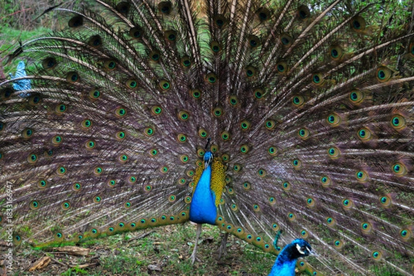 Fototapeta Pair of Peacocks Displaying Colorful Tail Feathers. Vibrant photograph of two peacocks in a garden, with the central male fully fanning out his iridescent tail feathers to form a huge circular display