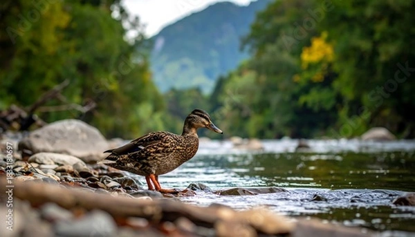 Obraz Duck stands at river's edge, amidst pebbles, near trees with mountain backdrop. Serene, nature scene