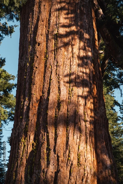 Obraz old red tree trunk