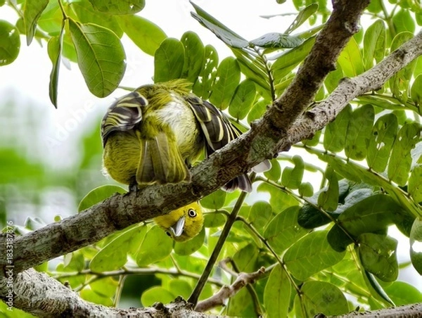 Obraz Common Iora