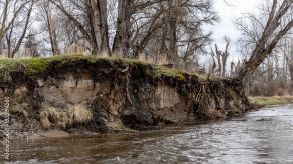 Fototapeta A riverbank eroded, trees stand bare, with exposed earth and vegetation