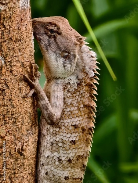 Obraz Forest lizard on a tree