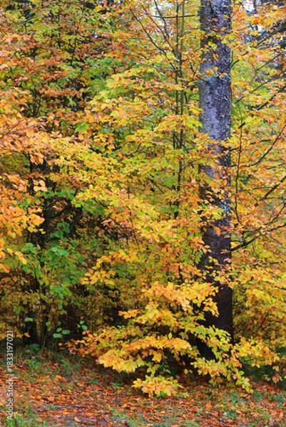 Obraz autumn colors in forest