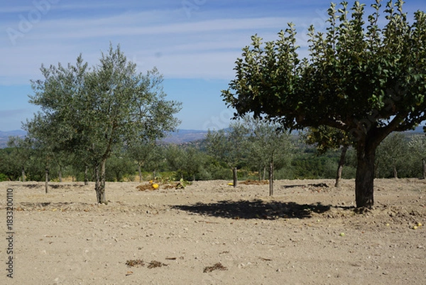 Obraz Orchard Trees in Dry Landscape
