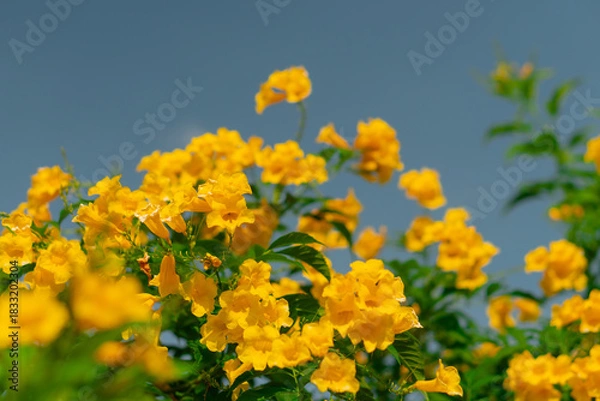 Fototapeta Medium-sized shrub trees with yellow flowers.