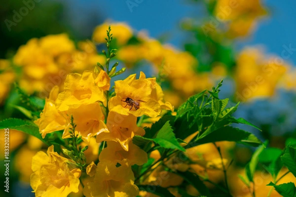 Fototapeta Medium-sized shrub trees with yellow flowers.