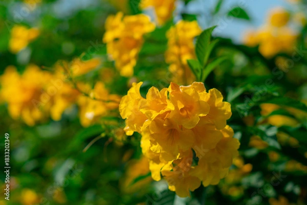 Fototapeta Medium-sized shrub trees with yellow flowers.