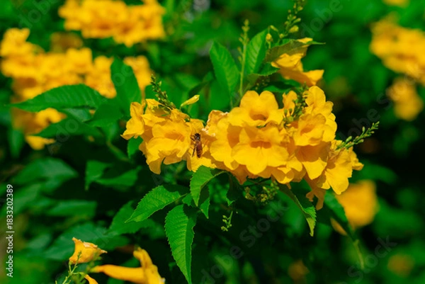 Fototapeta Medium-sized shrub trees with yellow flowers.