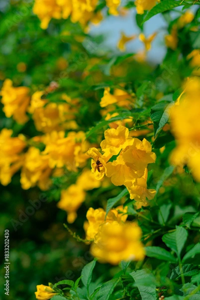 Fototapeta Medium-sized shrub trees with yellow flowers.