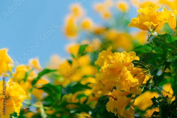 Fototapeta Medium-sized shrub trees with yellow flowers.