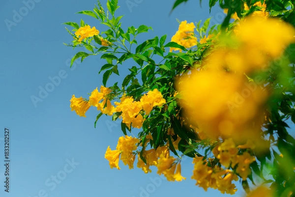 Fototapeta Medium-sized shrub trees with yellow flowers.