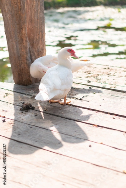 Fototapeta A duck with white feathers, yellow mouth. Standing at the pier.