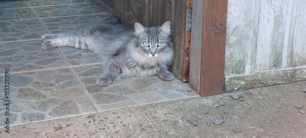 Obraz cat on the wall