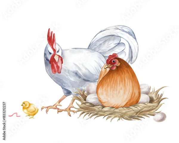 Fototapeta A composition with a white rooster, a brown laying hen and a chicken on an isolated background. Watercolor illustration of a chicken family in a poultry yard in natural colors. Realistic birds for