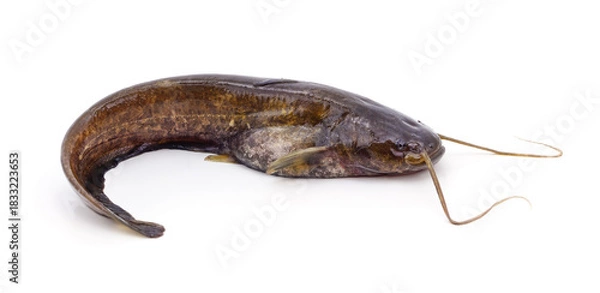 Fototapeta One river catfish.