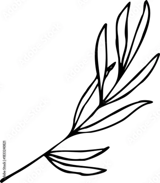 Obraz Vector hand drawn lavender leaf illustration isolated on a white background.