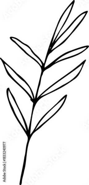 Obraz Vector line lavender leaf illustration isolated on a white background.