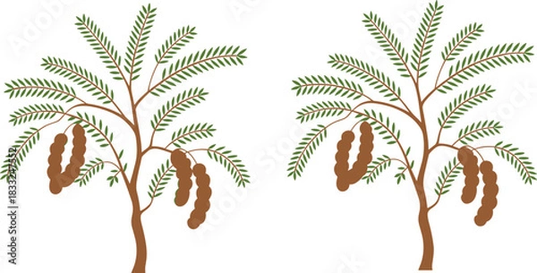 Fototapeta Tamarind tree illustrations with green feathery leaves and brown pods for botanical, tropical agriculture, and educational design themes.