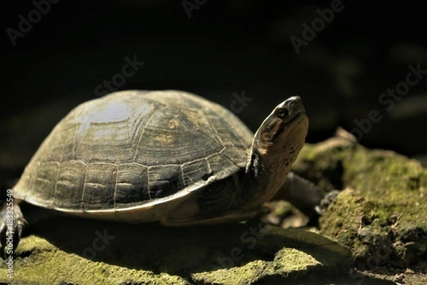 Fototapeta Ninja Turtle