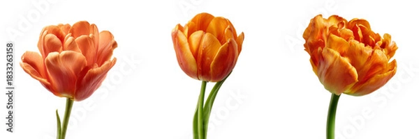Obraz Set of Detailed macro view of multicolored tulip blooms in pastel orange red and yellow tones with crisp green stemst on transparent png background. Ai generated