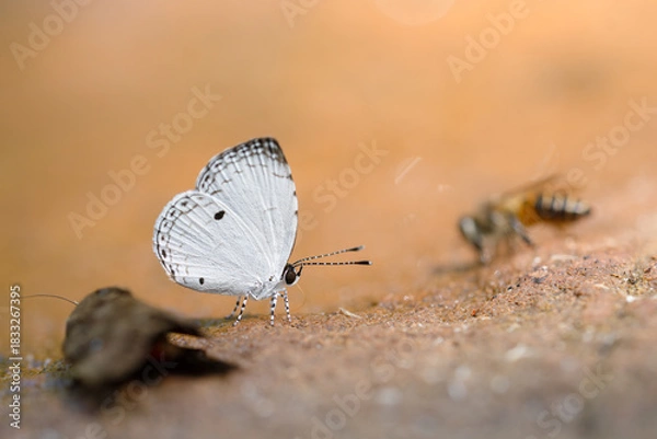 Obraz butterfly on the ground