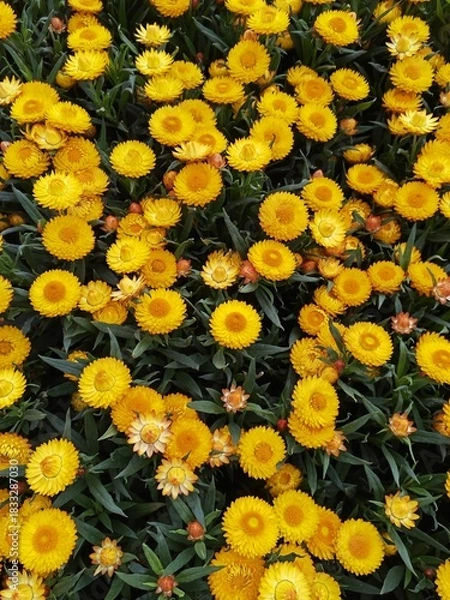 Obraz yellow flowers background