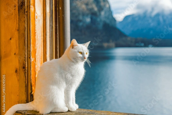 Obraz A fluffy white cat sits on a rustic wooden railing, enjoys the view from a wooden balcony overlooking Lake Hallstatt and the massive, cloudy, snow-dusted mountains.
