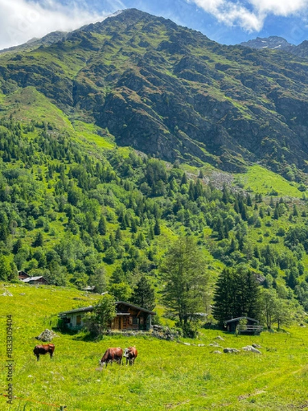 Obraz Cows among the Alpine Landscape of France in the Summer 