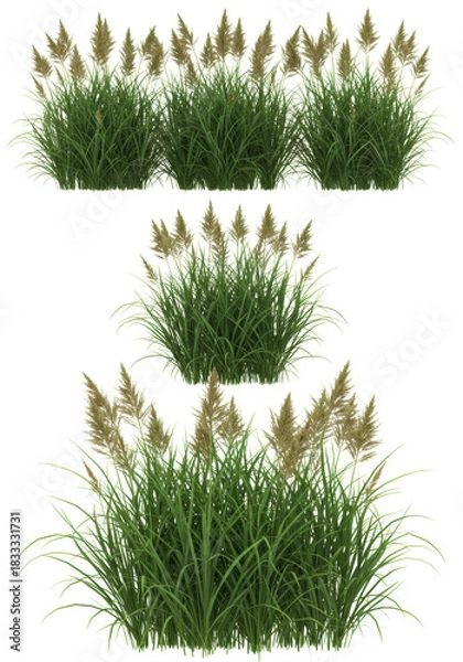 Fototapeta Vibrant green ornamental grass clumps with tall arching leaves and golden-brown seed heads, macro lens detail, isolated against a seamless transparent background, studio shot. Concept of minimalist