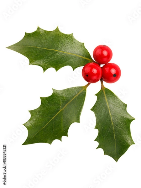 Obraz holly and berries