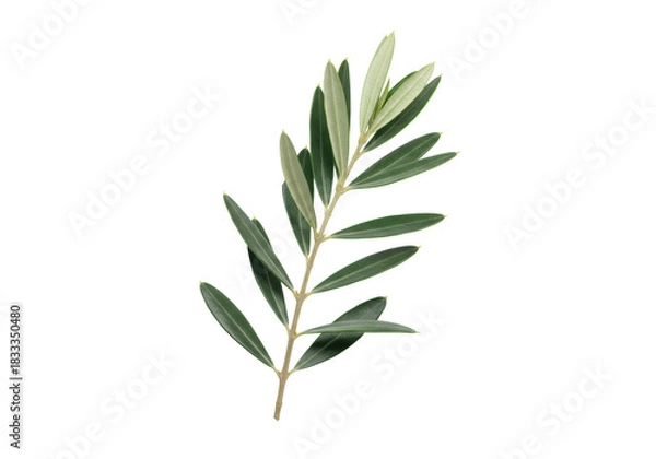 Fototapeta A freshly cut olive branch with dark emerald green and silvery-green leaves, finely detailed venation, on a transparent background with copy space, soft shadow. Concept of Mediterranean purity