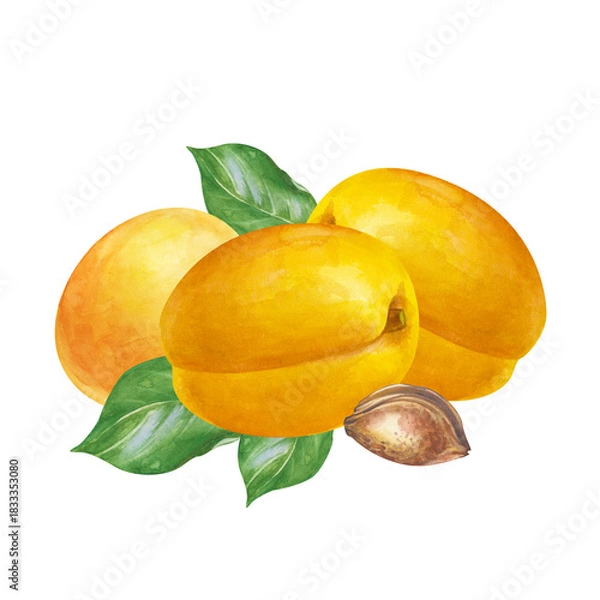 Fototapeta Watercolor composition with ripe apricots on an isolated background. Botanical illustration with ripe fruits, green leaves and pits. A fruit clipart for the design of product and cosmetic lines.