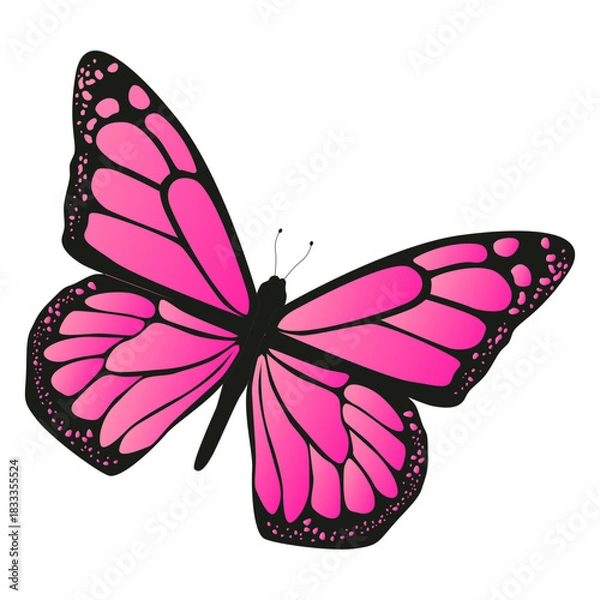 Obraz Detailed pink butterfly vector