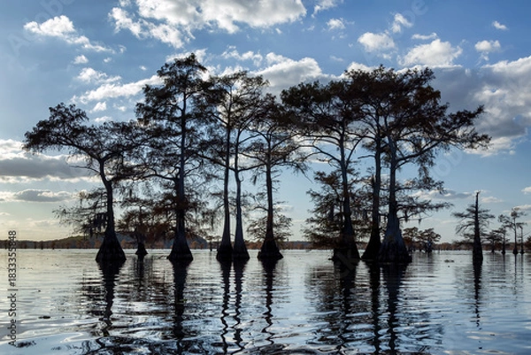 Obraz Caddo Lake Potters Point Silhouetted Trees