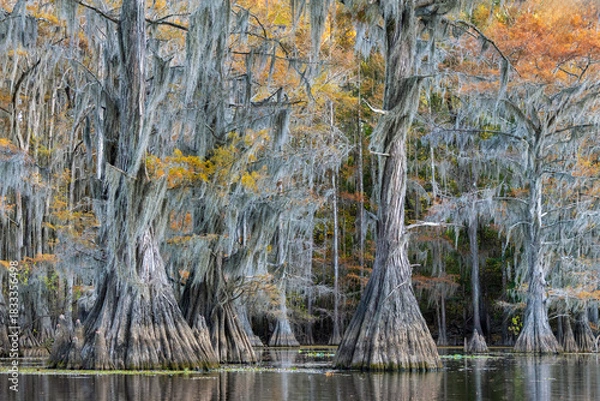 Obraz Bald Cypress Caddo Lake in Fall