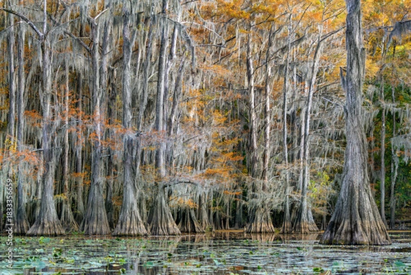 Obraz Bald Cypress Trees Caddo Lake