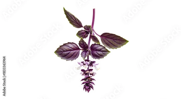 Obraz Closeup of purple basil plant isolated on transparent background, showcasing leaves