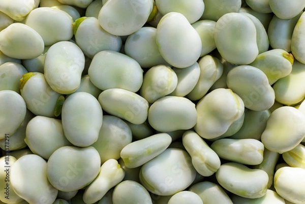 Obraz Fresh broad beans background, macro