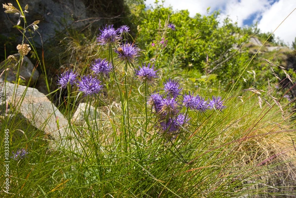 Obraz Round-headed rampion, Phyteuma orbiculare, prefers full sun exposure on calcareous soils, at an altitude of 600–2,400 metres above sea level.