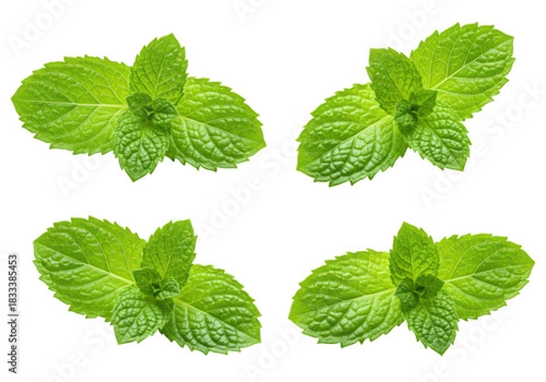 Fototapeta Four vibrant green mint leaves with intricate natural textures, prominent veins, and serrated edges, isolated on a white background with copy space, concept of natural purity and freshness