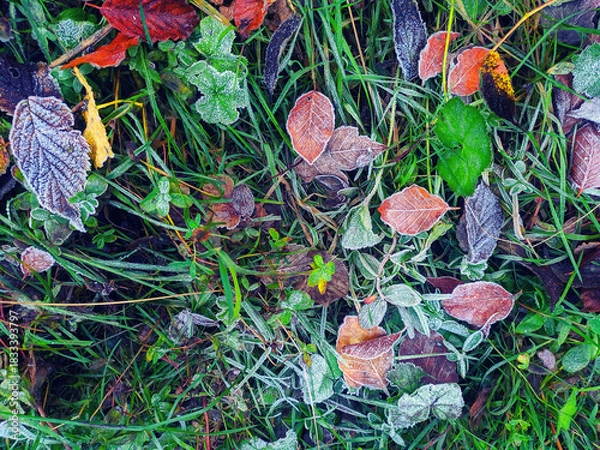 Fototapeta przymrozek