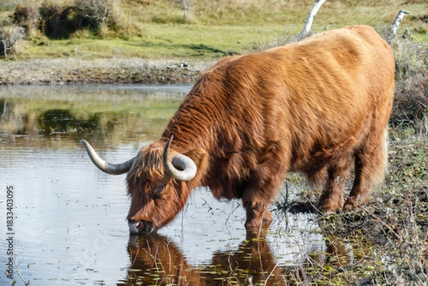 Obraz Scottish Highlander in the dunes