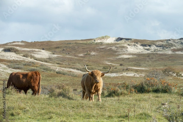 Obraz Scottish Highlander in the dunes
